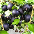 Крыжовник Черносливовый Крыжовник Черносливовый