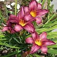 Лилейник гибридный Purple Bicolor Лилейник гибридный Purple Bicolor
