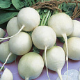 Редис Белый жемчуг Редис Белый жемчуг