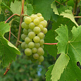 Виноград культурный
