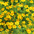 Бархатцы тонколистные Золотой самоцвет