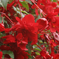 Бегония ампельная Шансон Темно-красная