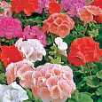 Пеларгония зональная Апаче Микс