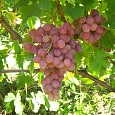 Виноград плодовый Ливия