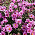 Астра кустарниковая Barrs Pink Астра кустарниковая Barrs Pink