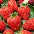 Земляника садовая Флер