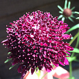Скабиоза темно-пурпурная Разбитое сердце