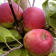 Яблоня Лето красное