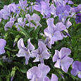 Виола (Фиалка, Анютины глазки) рогатая Boughton blue
