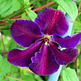 Клематис крупноцветковый Тучка