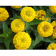 Цинния лиллипут Лимонная