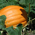 Тыква крупноплодная Землячка