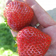 Земляника садовая Флюретт Земляника садовая Флюретт