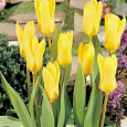 Тюльпан Йеллоу Эмпресс Тюльпан Йеллоу Эмпресс