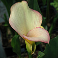 Калла гибридная Peach Chiffon