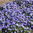 Анемона (Ветреница) Blanda Blue Shades
