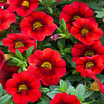 Калибрахоа Calita Eompact Scarlet Red Eye
