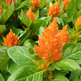 Целозия перистая Глориас Оранж