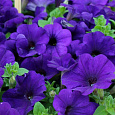 Петуния гибридная Трилоджи Блю