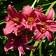 Лилейник гибридный Бурбон Кингз Лилейник гибридный Бурбон Кингз