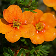 Лапчатка кустарниковая Orange Star Лапчатка кустарниковая Orange Star