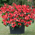 Бегония бенариенсис БИГ Ред Грин Лиф