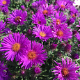 Астра кустарниковая Barrs Purple Астра кустарниковая Barrs Purple