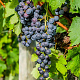 Виноград культурный Космос
