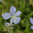 Виола (Фиалка, Анютины глазки) рогатая Boughton blue