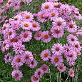 Астра кустарниковая Barrs Pink Астра кустарниковая Barrs Pink