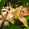 Лилия азиатская Танго Тропикал Бриз