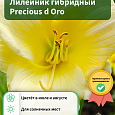 Лилейник гибридный Precious d Oro
