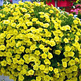 Калибрахоа Calita Double Yellow
