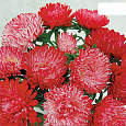 Астра китайская Ribbon Red