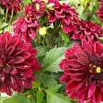 Георгина декоративная Дарк Фэшн Георгина декоративная Дарк Фэшн