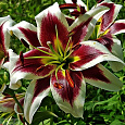 Лилия ОТ-гибрид Мисс Пэчворк