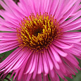 Астра кустарниковая Barrs Pink Астра кустарниковая Barrs Pink