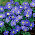 Анемона (Ветреница) Blanda Blue Shades