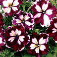 Петуния грандифлора Кан кан Арлекин Бургунди