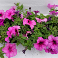 Петуния крупноцветковая Снени F1