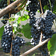 Виноград плодовый Памяти Домбковской