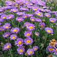 Астра альпийская Фиолетовая