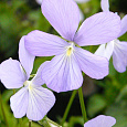 Виола (Фиалка, Анютины глазки) рогатая Boughton blue