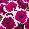 Петуния грандифлора Хулахуп Бургунди