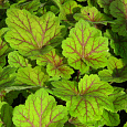 Гейхера гибридная Электра