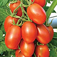 Томат Матадор