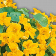 Настурция низкорослая Золотой шар