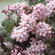 Дейция гибридная Mont Rose