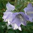 Колокольчик (Кампанула) пирамидальный Lavender Blue Колокольчик (Кампанула) пирамидальный Lavender Blue