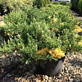 Можжевельник китайский Expansa Veriegata Можжевельник китайский Expansa Veriegata